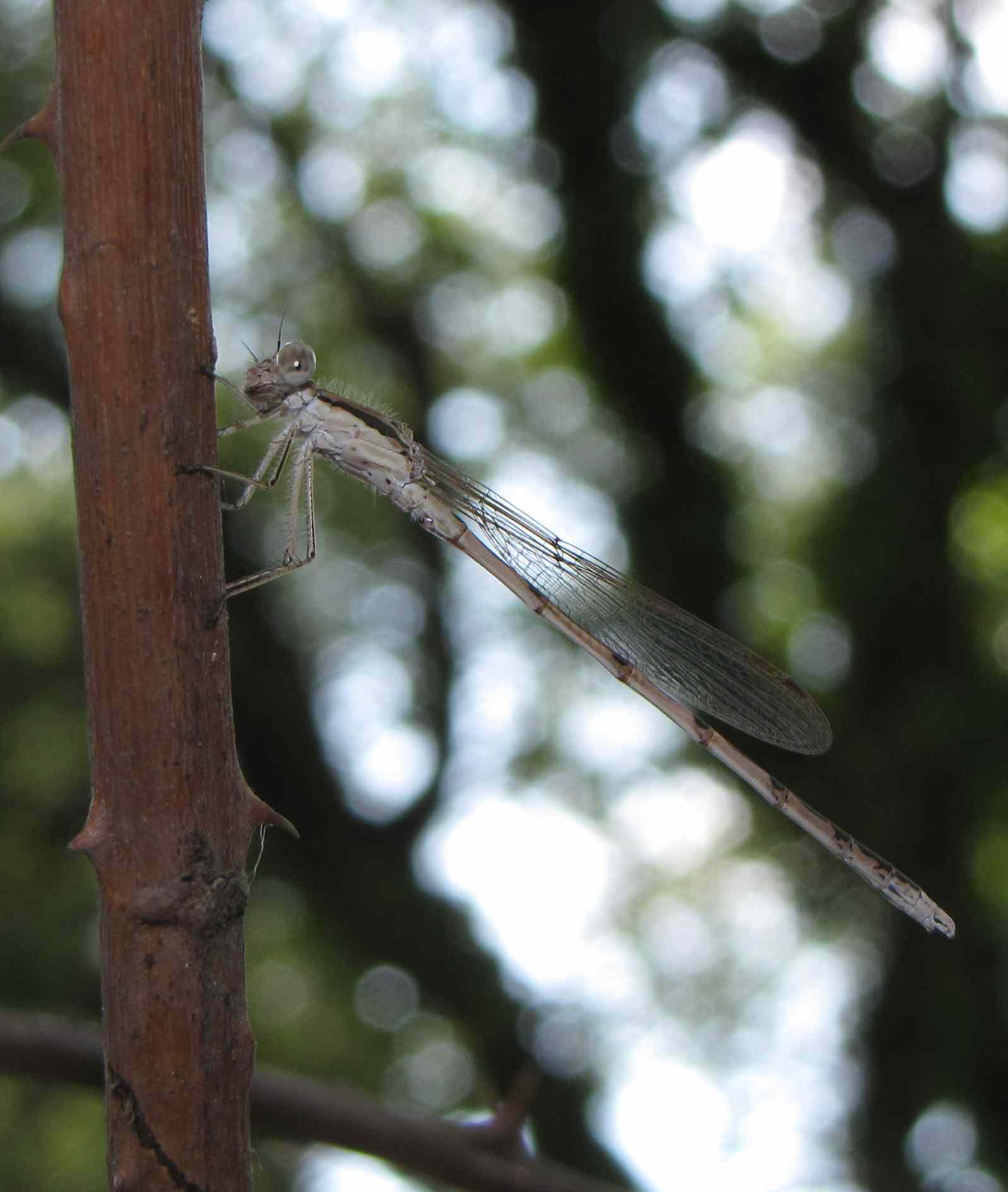 odonato (non neurottero) insugherata: Sympecma fusca